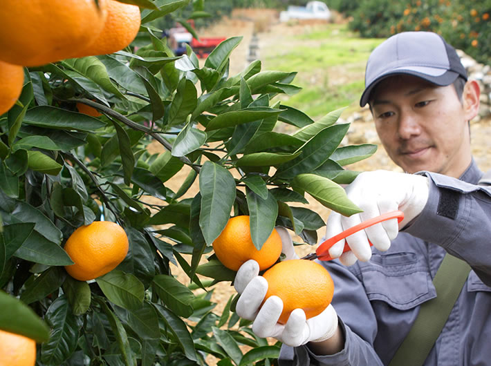 ĐƠN HÀNG THỰC TẬP SINH HỢP ĐỒNG 3 NĂM